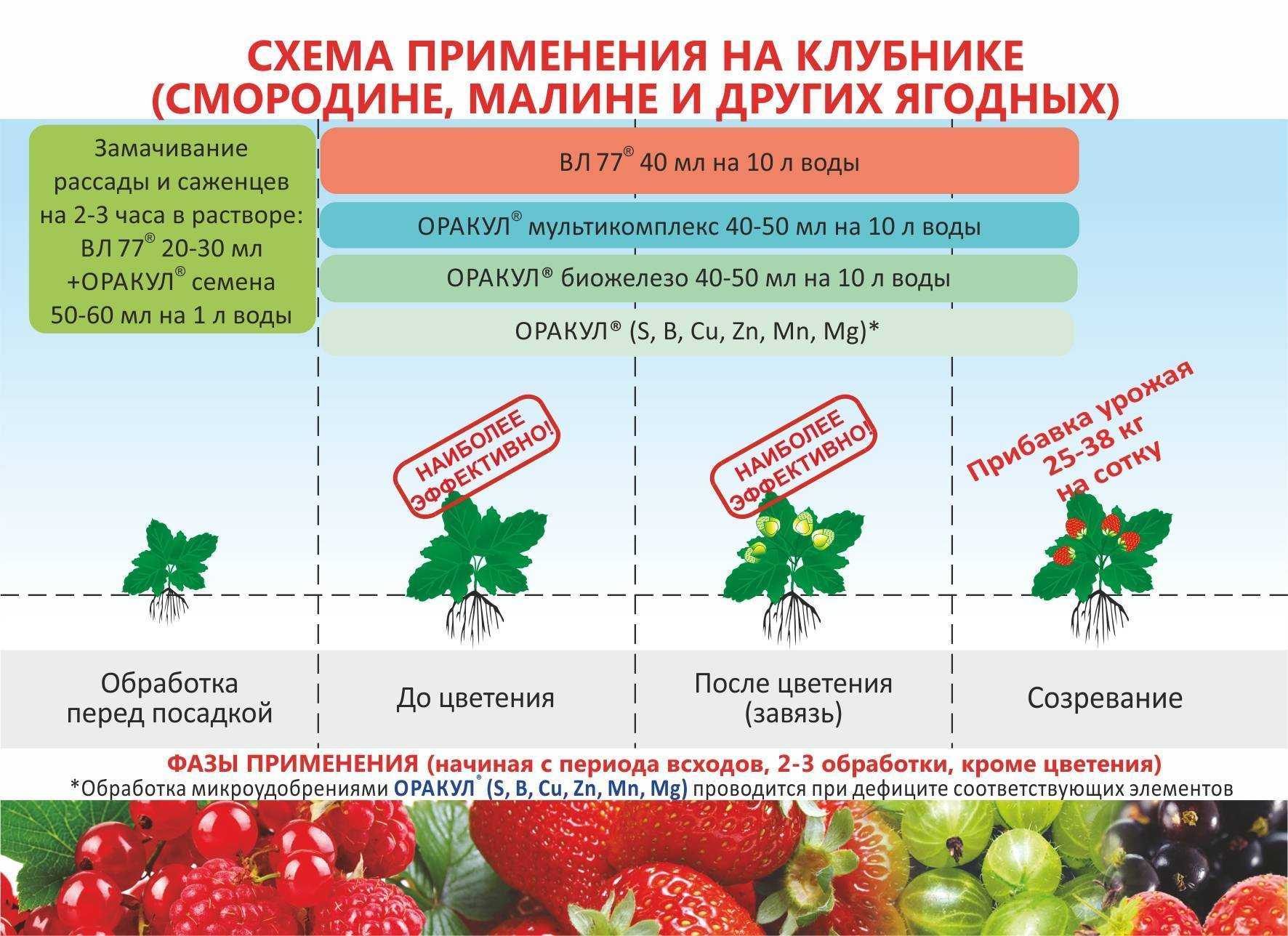 Выращивание клубники круглый год в домашних условиях: когда и как вырастить?