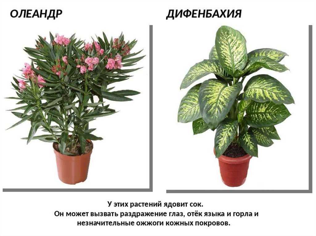 10 самых неприхотливых комнатных цветов, цветущих круглый год