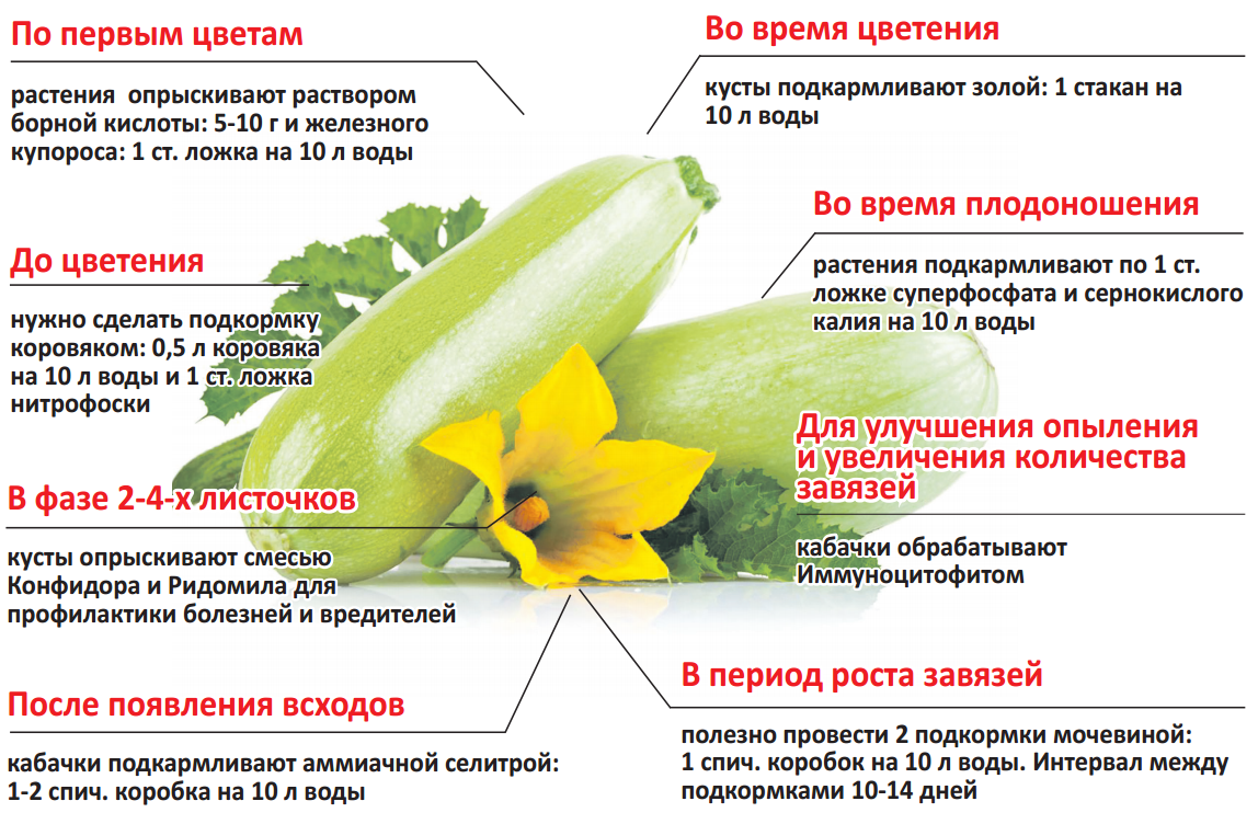 Полынь от вредителей: когда уместно средство и лучшие рецепты