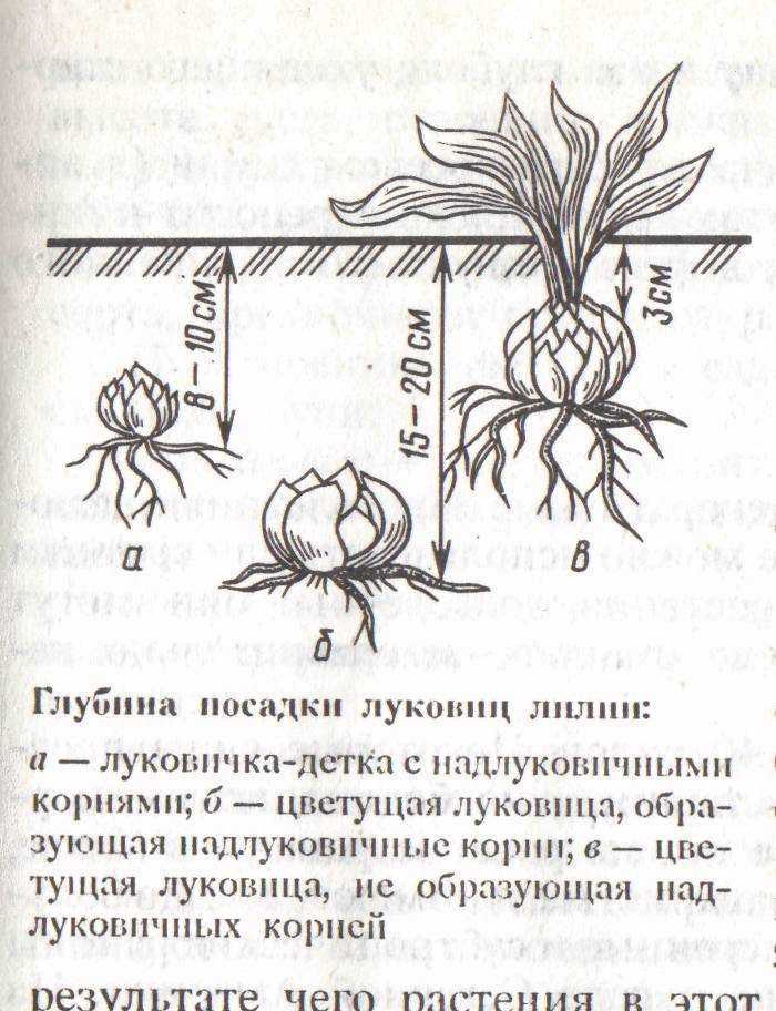 Можжевельник лесной: когда и как пересадить из леса, как ухаживать