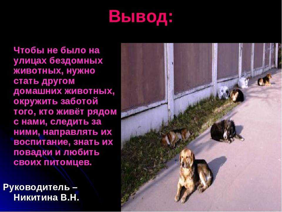 Как избавиться от бездомных собак во дворе и на даче