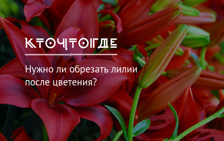 Комнатная лилия – цветок в горшке, уход в домашних условиях