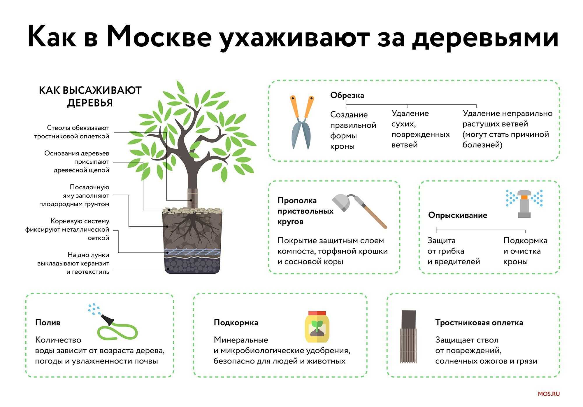 Влаголюбивые растения, кустарники, деревья для сада