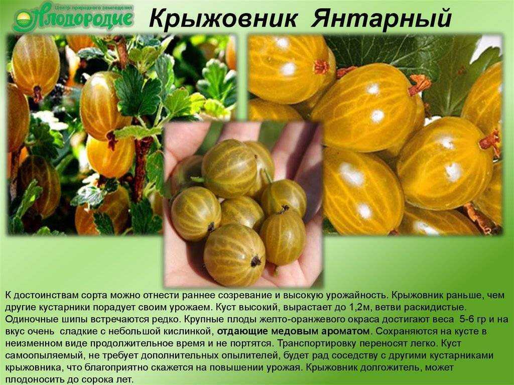 Лучшие урожайные сорта крыжовника без шипов