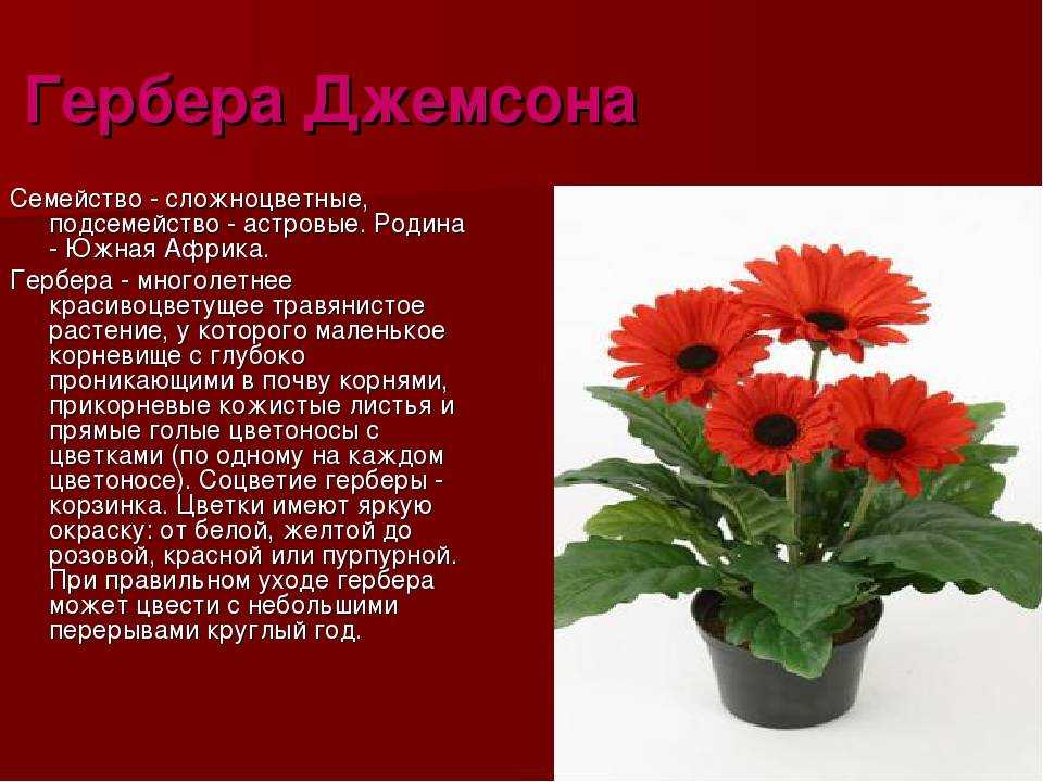 Гербера комнатная в горшке: уход в домашних условиях, фото