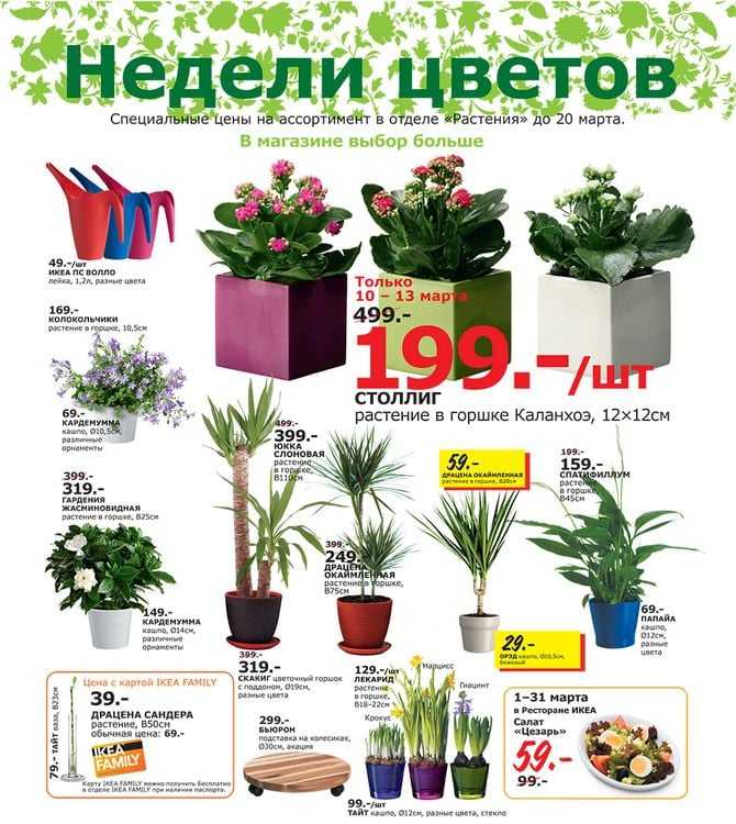 10 лучших неприхотливых и тенелюбивых цветов для офиса, не требующих большого ухода