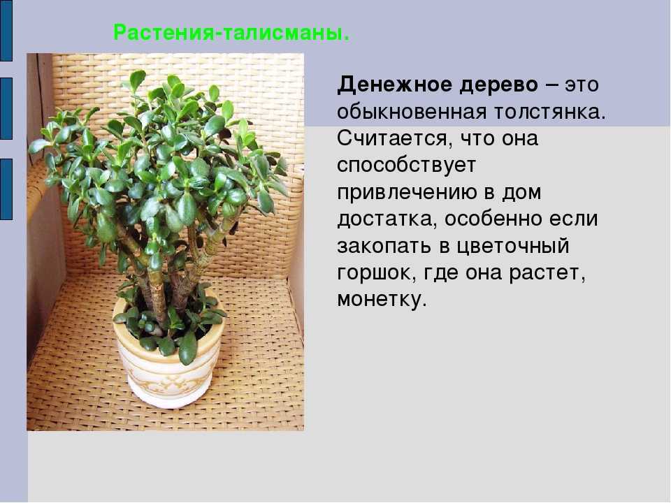 Можно ли денежное. Толстянка Родина растения. Толстянка комнатное растение Родина растения. Цветок тостянка денежное ДЕРЕВОРОДИНА растения. Крассула толстянка Родина.