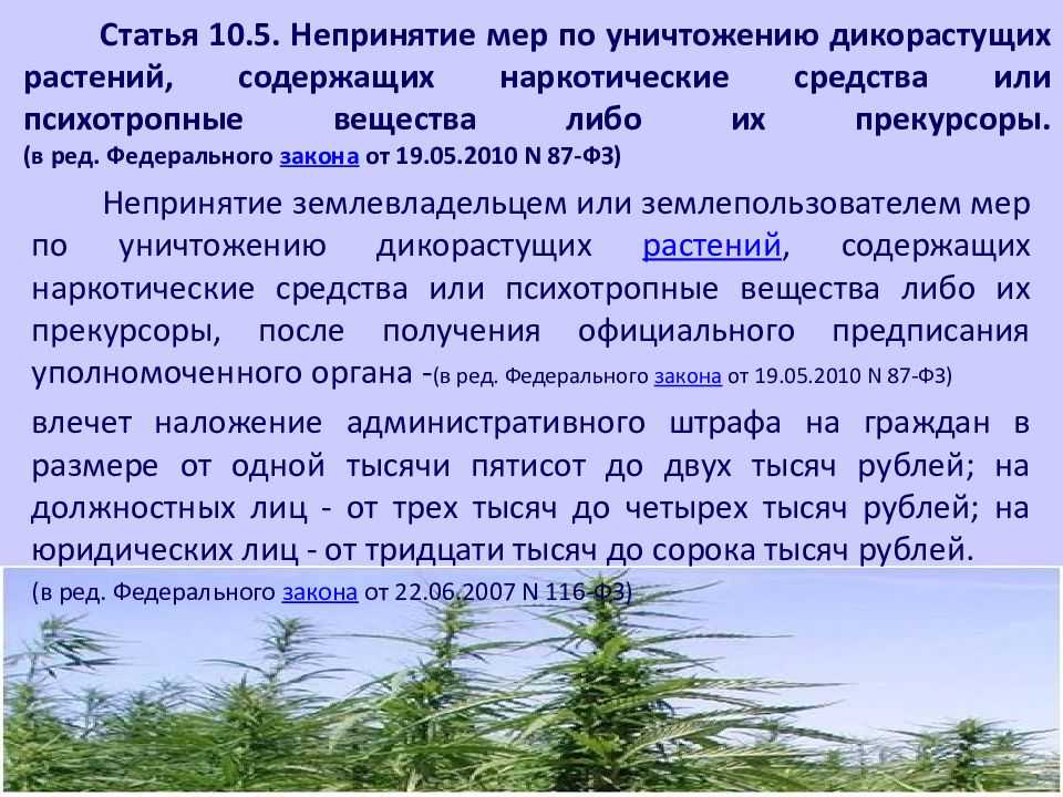 Почему нельзя выращивать мак. мак пионовидный можно ли выращивать