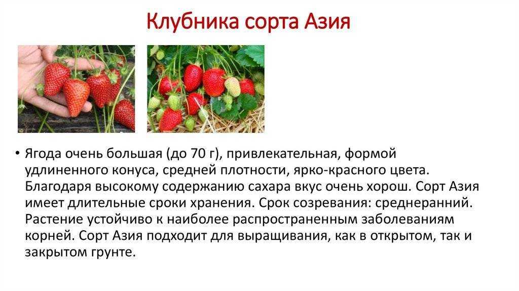 Домашняя клубника: особенности выращивания круглый год