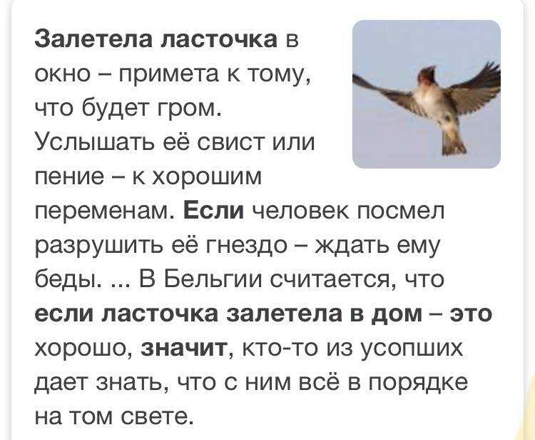 Птица в вентиляции что делать - mnogovdom.ru