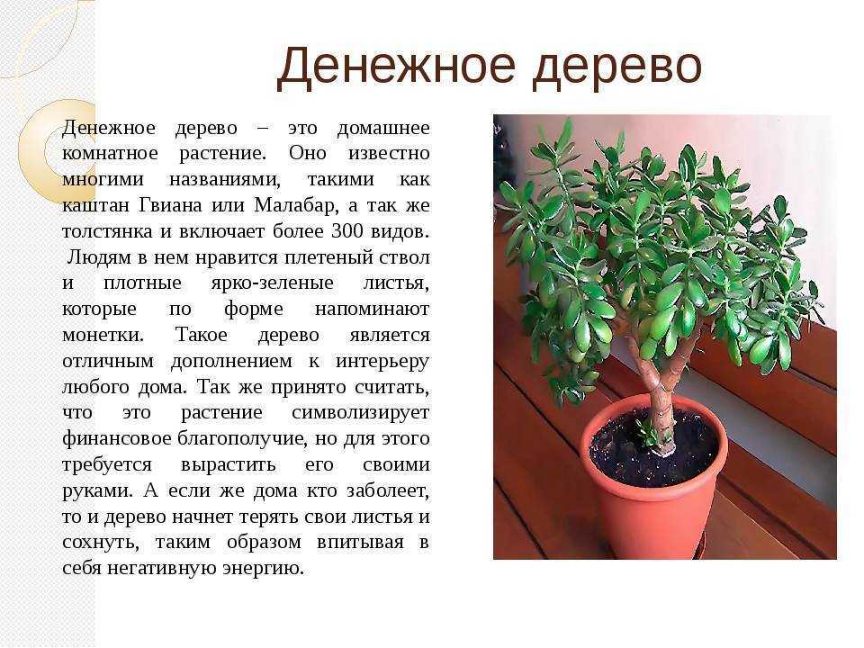 Как рассадить денежное дерево в домашних условиях? грунт и горшок для денежного дерева