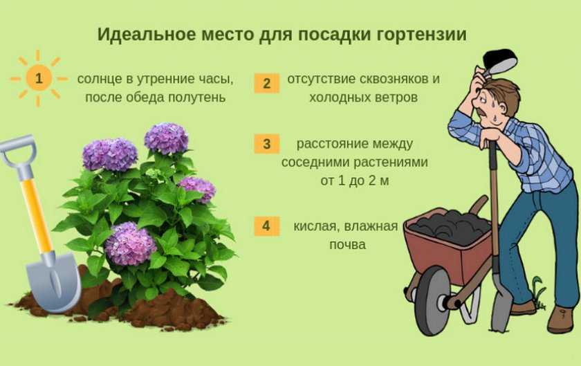 Пересадка можжевельника: выбор времени года, уход после