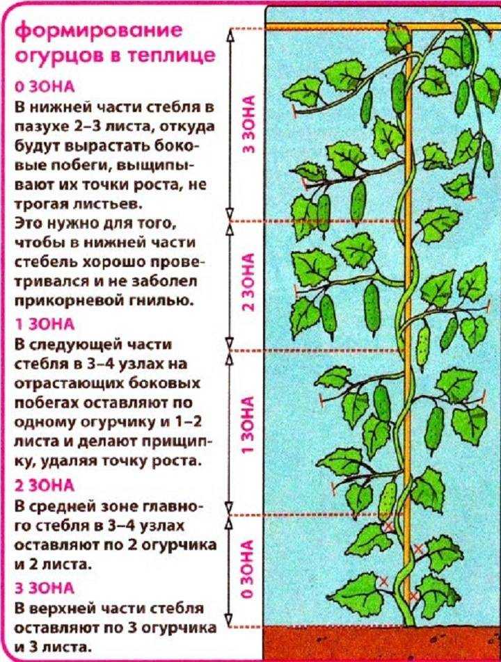 Выращивание огурцов в бочке: пошаговая инструкция + видео и фото