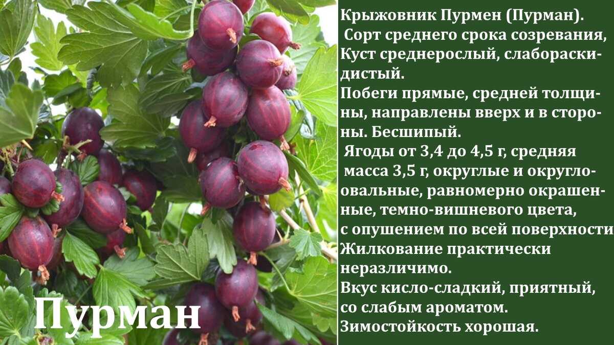 Обзор сортов крыжовника без шипов с фото