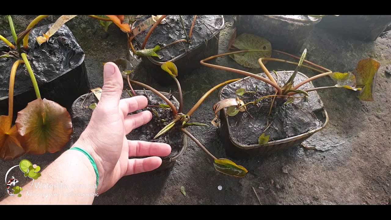 Кувшинка: описание цветка, свойства и фото