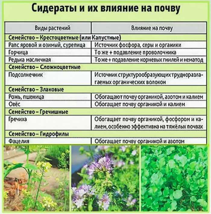 Сорняки, растущие на участке, могут подстазать, каких питательных элементов не хватает, а какие в избытке Какова кислотность грунта