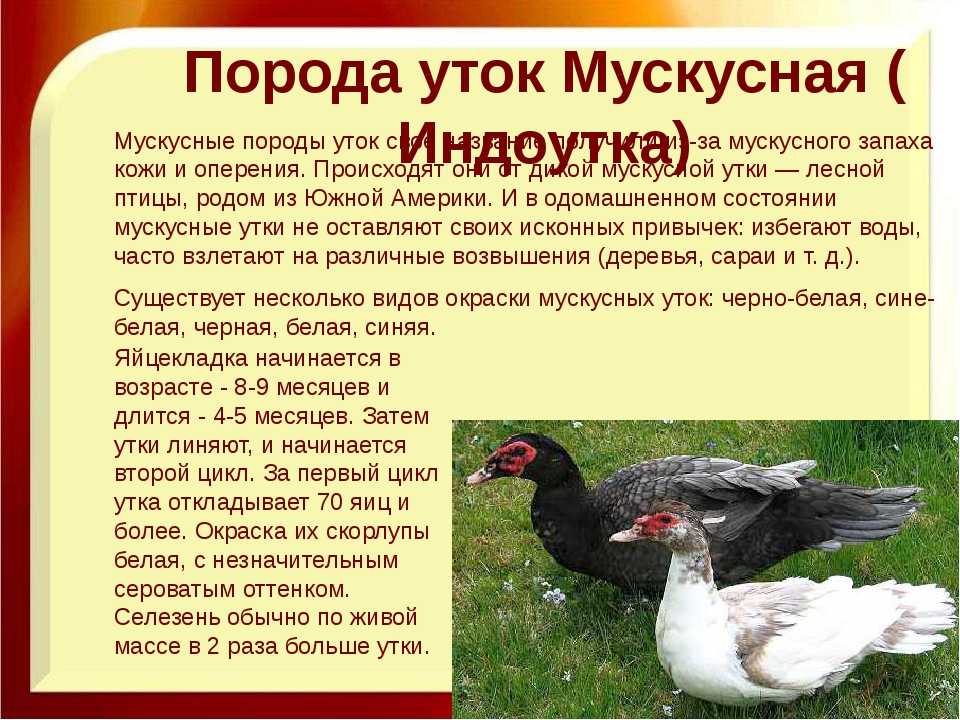 Чем отличаются муларды от индоуток: особенности пород и какая лучше