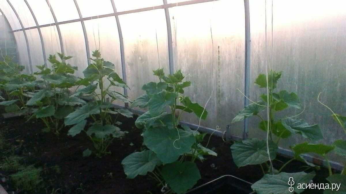 Как подвязать огурцы в открытом грунте — 85 фото основных способов подвязки и видео инструкция для начинающих
