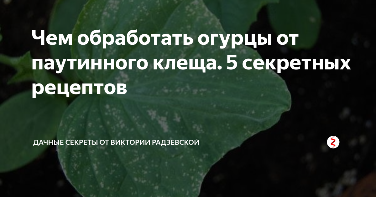 Супер-схема для борьбы с паутинным клещом без химии в домашних условиях. — уход за цветами