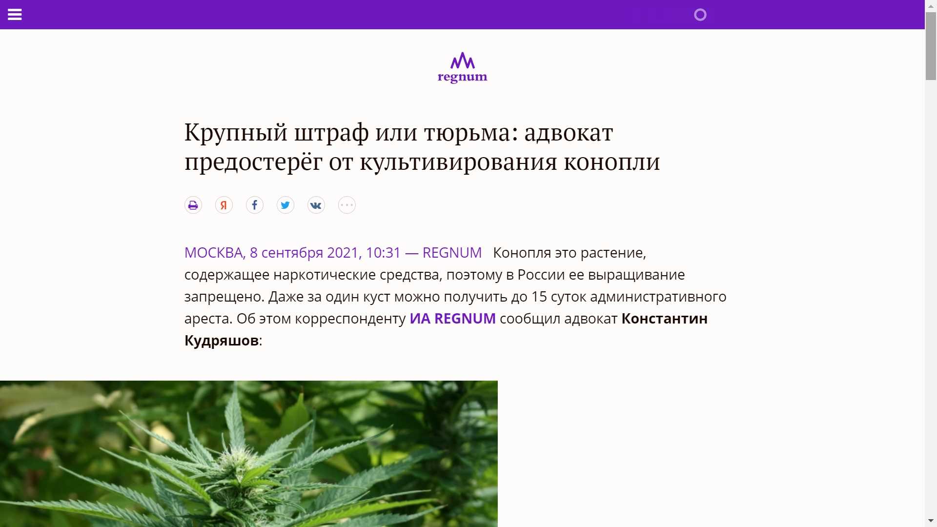 Как отличить мак декоративный от опиумного - дневник садовода flowers-republic.ru
