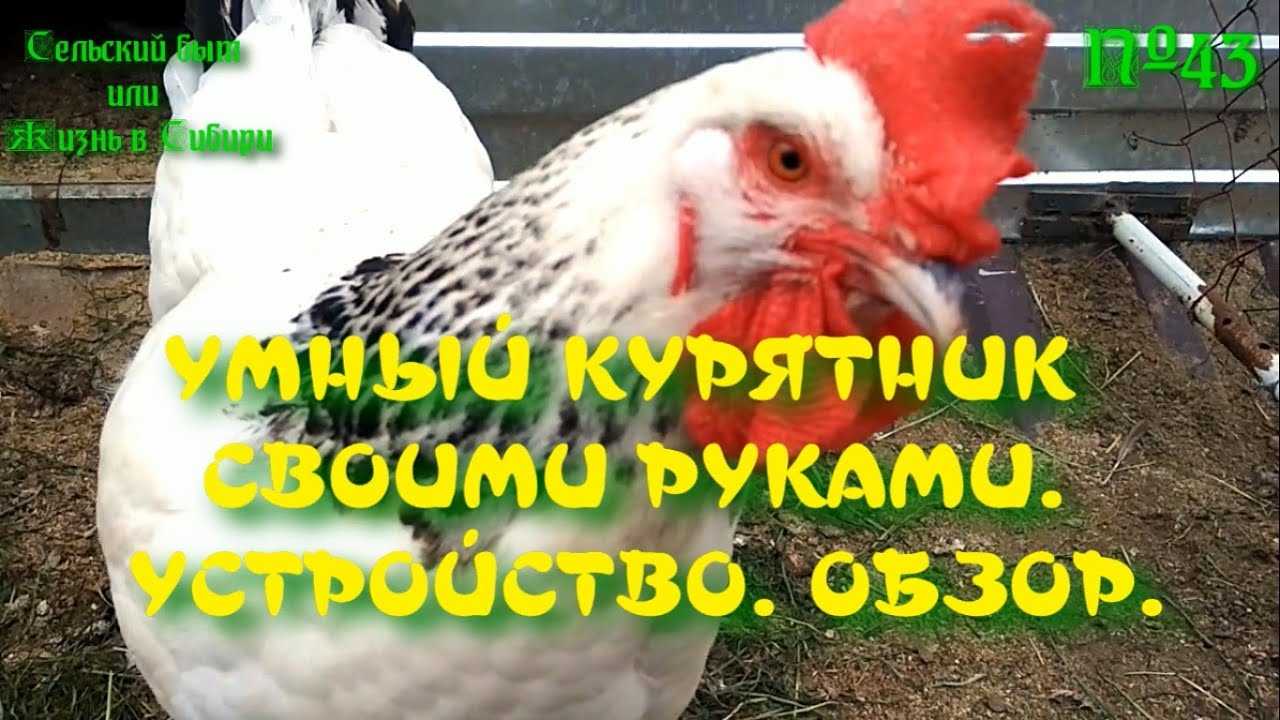 Автономный умный курятник: что должно быть в автоматизированном курятнике, что автоматизировать своими руками на даче и в частном доме для кур
