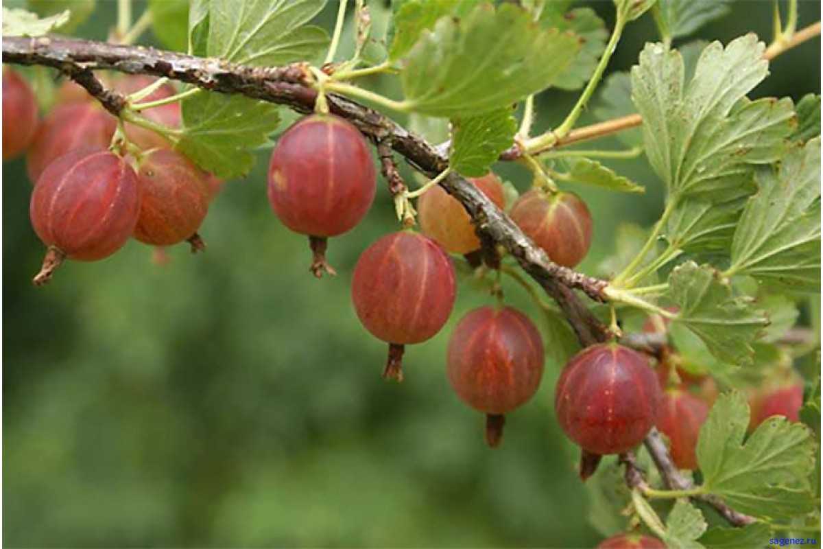 Бесшипный крыжовник лучшие сорта