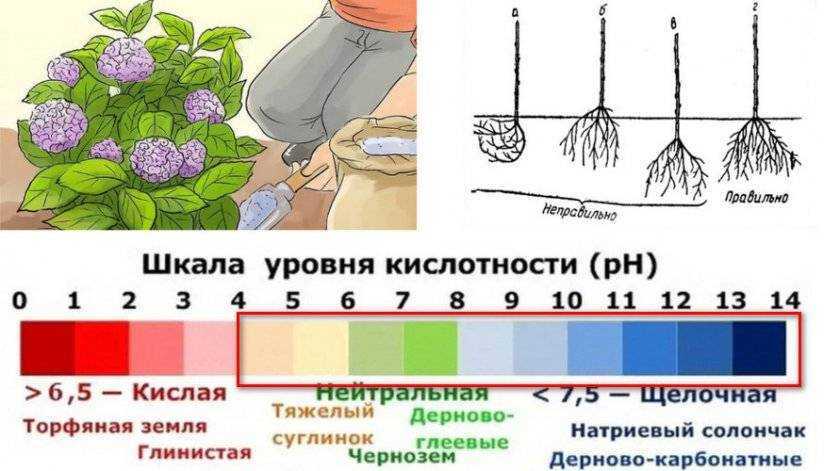 Посадка можжевельника на участке: способы размножения, черенками, семенами, прививкой, технология, защита от вредителей