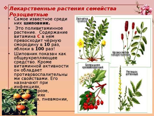 Шиповник – полезные свойства, состав и противопоказания (+ 17 фото)